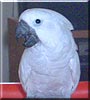 Max the Umbrella Cockatoo