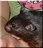 Furball the Black Bear Hamster