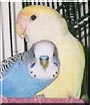 Kujo, Patches the Lovebird, Parakeet