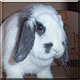 Vanilla Bean the Mini Lop rabbit