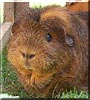 Charlie the Guinea Pig
