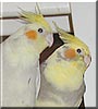 Keeya & Papaya the Cockatiel