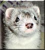 Brooklyn the Silver Mitt Ferret