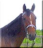 Sandra the Standardbred Pacer