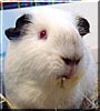 Christmas the Guinea Pig