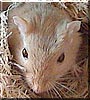 Sunshine the Gerbil