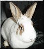 Chicky the Rabbit