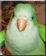 Chewy the Quaker Parrot