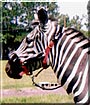 Tiffany the Grant Zebra