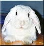 Nine the Lop Rabbit