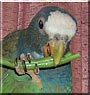 Spunky the White Capped Pionus