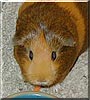 Brownie the Guinea Pig