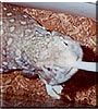 Monty the Savannah Monitor Lizard