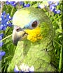 Jellybean the Orange Wing Amazon