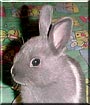 'Auli'i the Dutch Dwarf