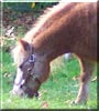 Flare the Miniature Horse