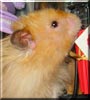 Fatty the Syrian Hamster