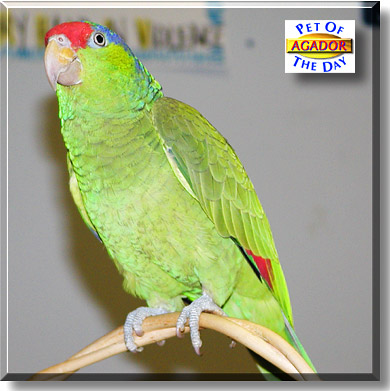 Agador, the Pet of the Day