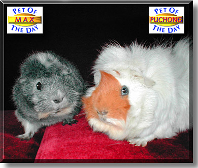 Max and Puchong, the Pet of the Day