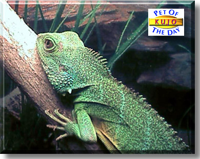 Kujo, the Pet of the Day