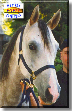 Protopopov (Poppy), the Pet of the Day