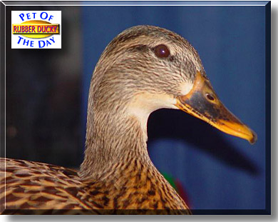 Rubber Ducky, the Pet of the Day