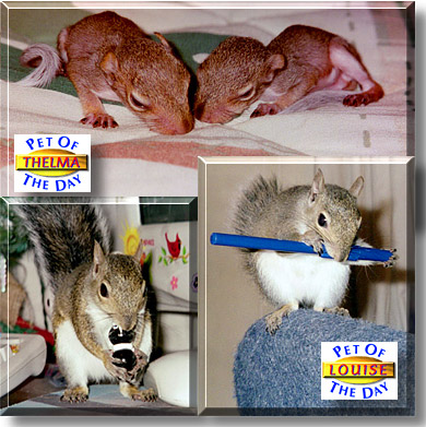 Thelma and Louise, the Pet of the Day