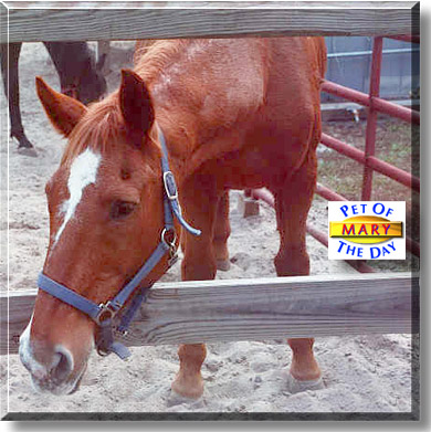 Mary, the Pet of the Day