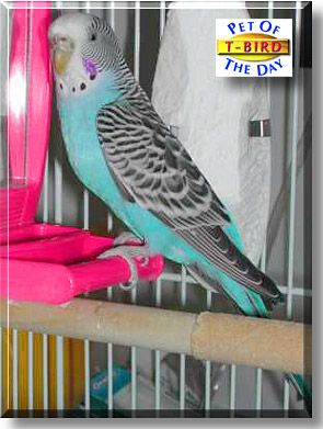 T-Bird, the Pet of the Day