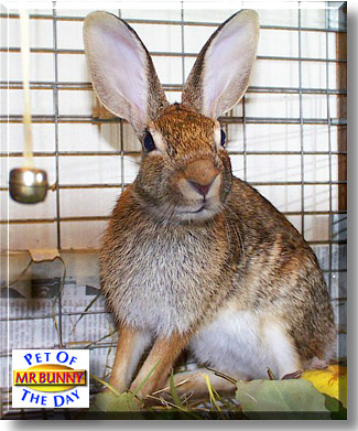 funny bunny pics. Mr. Funny Bunny, the Pet of