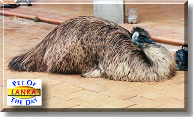 Lanka, the Pet of the Day