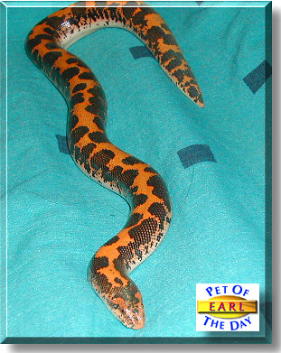 Earl, the Pet of the Day