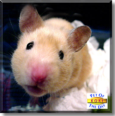 Koki, the Pet of the Day