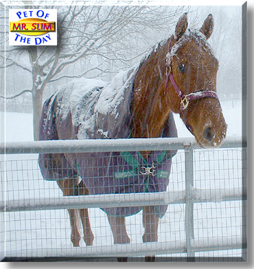 Mr. Slim, the Pet of the Day