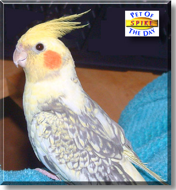 Spike, the Pet of the Day
