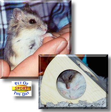 Sport, the Pet of the Day