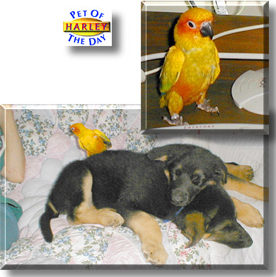 Harley, the Pet of the Day