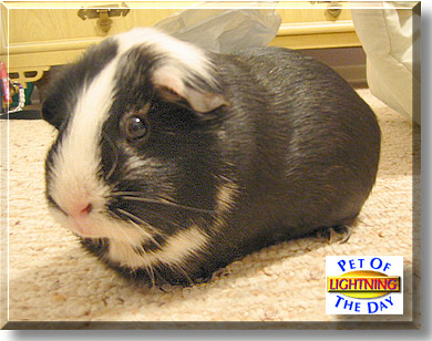 Little Lightning Bolt, the Pet of the Day