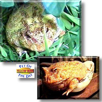 Yellow Bean, the Pet of the Day
