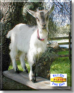 Pixie, the Pet of the Day