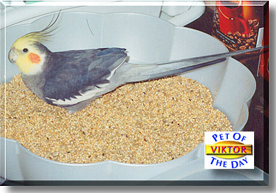 Viktor, the Pet of the Day