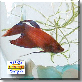 Orville, the Pet of the Day
