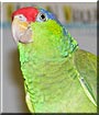Agador the Red Headed Amazon