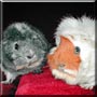 Max, Puchong the Guinea Pigs