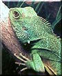 Kujo the Chinese Water Dragon