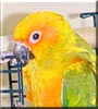Sunshine the Sun Conure