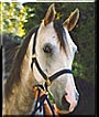 Poppy the Russian Arabian