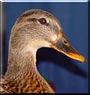 Rubber Ducky the Mallard Duck
