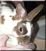 Pookie the Mini