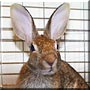 Mr. Funny Bunny the Wild Hare